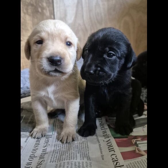 Labrador Retriever - Dogs