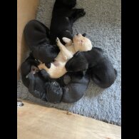 Labrador Retriever - Dogs