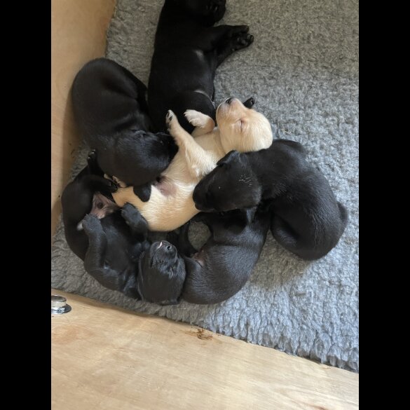 Labrador Retriever - Dogs