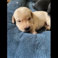 Labrador Retriever - Dogs