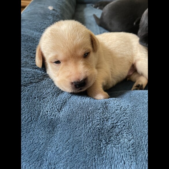 Labrador Retriever - Dogs