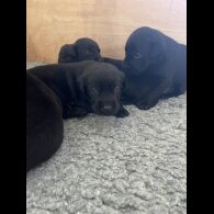Labrador Retriever - Dogs