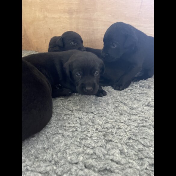 Labrador Retriever - Dogs