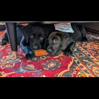 Labrador Retriever - Both