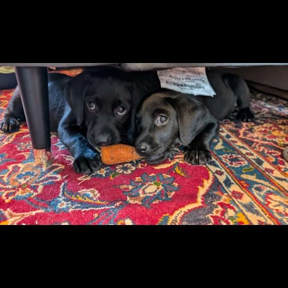 Labrador Retriever - Both