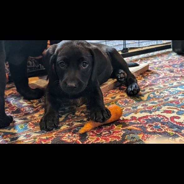 Labrador Retriever - Both