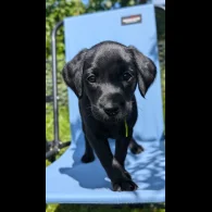 Labrador Retriever - Both
