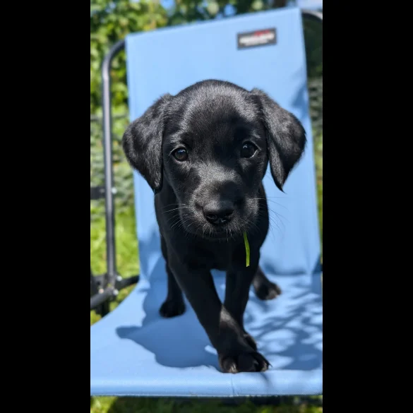 Labrador Retriever - Both