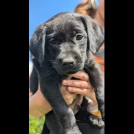 Labrador Retriever - Both