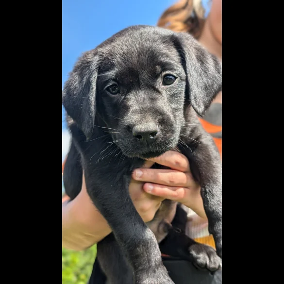Labrador Retriever - Both