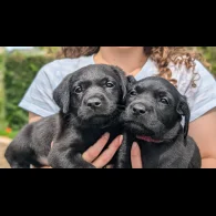 Labrador Retriever - Both