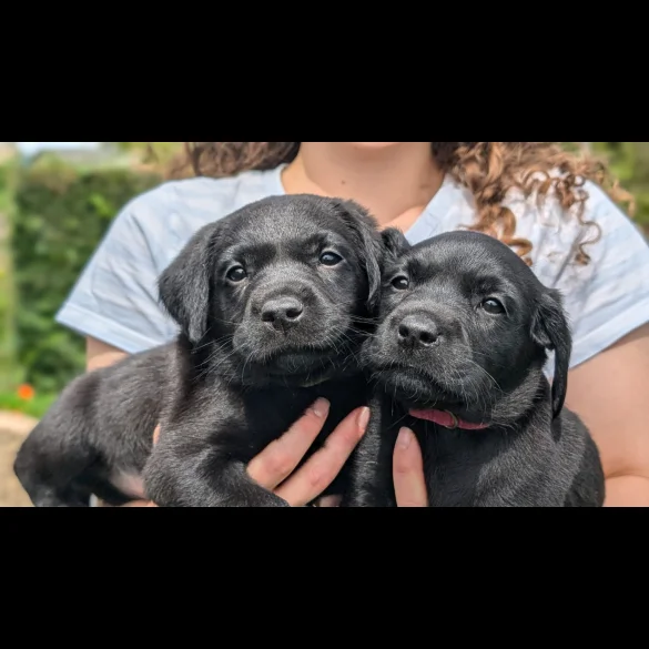 Labrador Retriever - Both