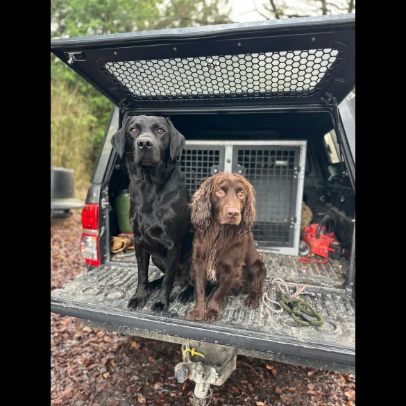 Labrador Retriever - Both
