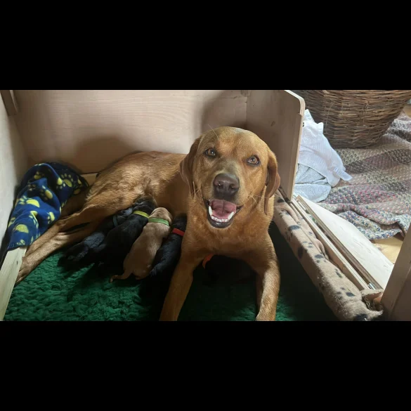 Labrador Retriever - Both
