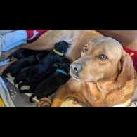 Labrador Retriever - Both