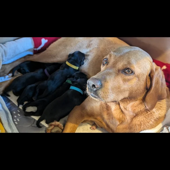 Labrador Retriever - Both