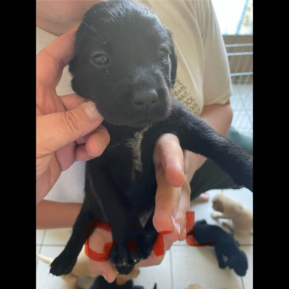 Labrador Retriever - Both