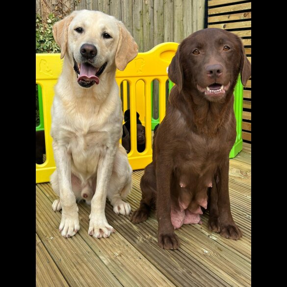 Labrador Retriever - Both