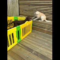 Labrador Retriever - Both