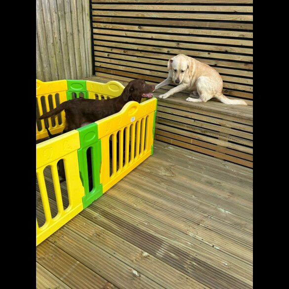 Labrador Retriever - Both