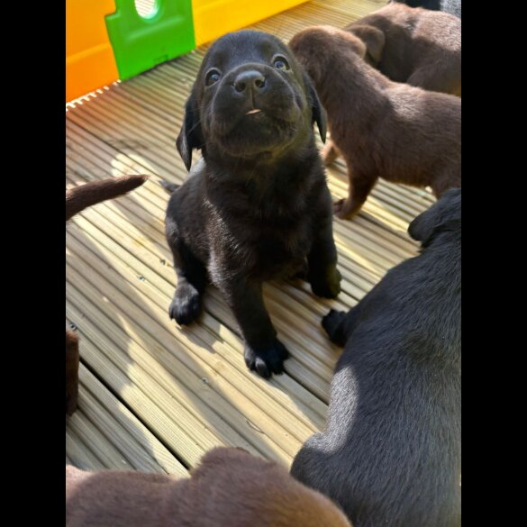 Labrador Retriever - Both
