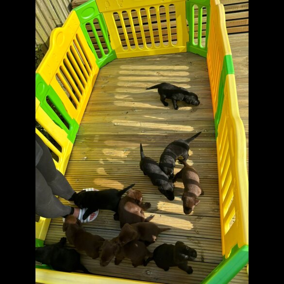 Labrador Retriever - Both