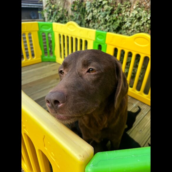 Labrador Retriever - Both
