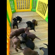 Labrador Retriever - Both