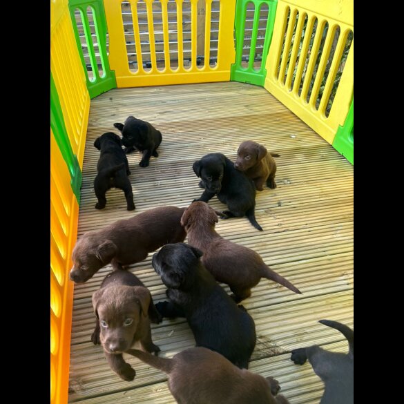 Labrador Retriever - Both