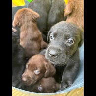 Labrador Retriever - Both