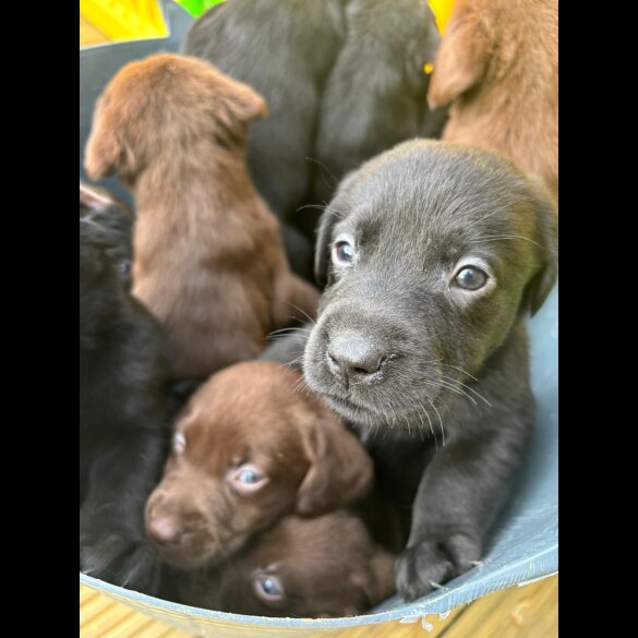 Labrador Retriever - Both