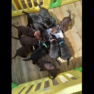 Labrador Retriever - Both