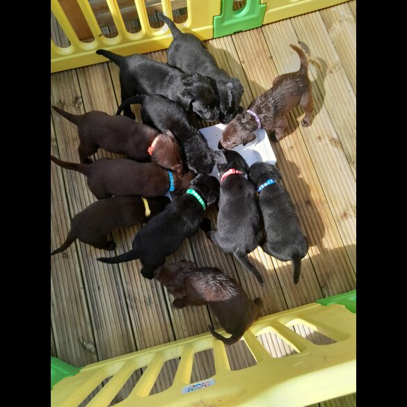 Labrador Retriever - Both