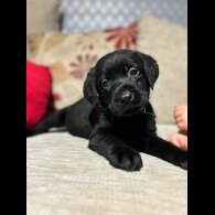Labrador Retriever - Both