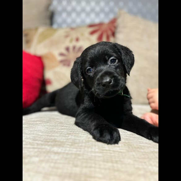 Labrador Retriever - Both