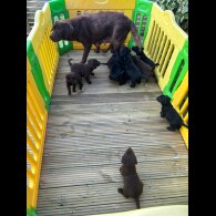 Labrador Retriever - Both