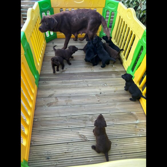 Labrador Retriever - Both