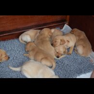 Labrador Retriever - Both