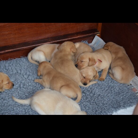 Labrador Retriever - Both