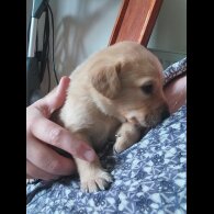 Labrador Retriever - Both