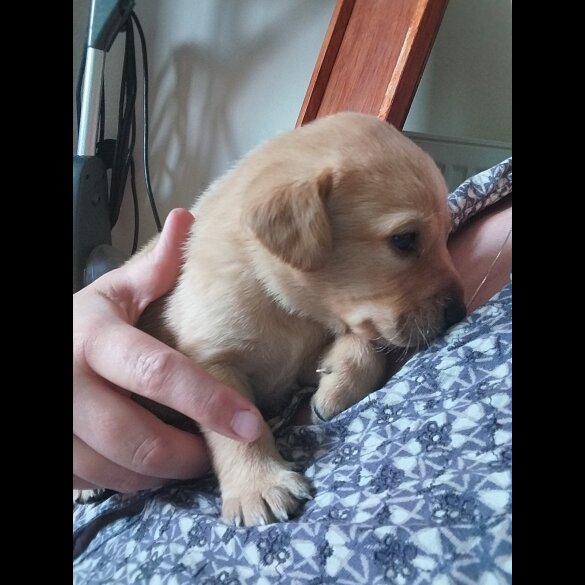 Labrador Retriever - Both