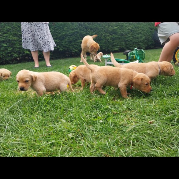 Labrador Retriever - Both