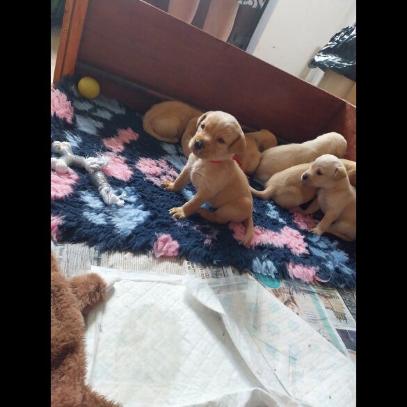 Labrador Retriever - Both