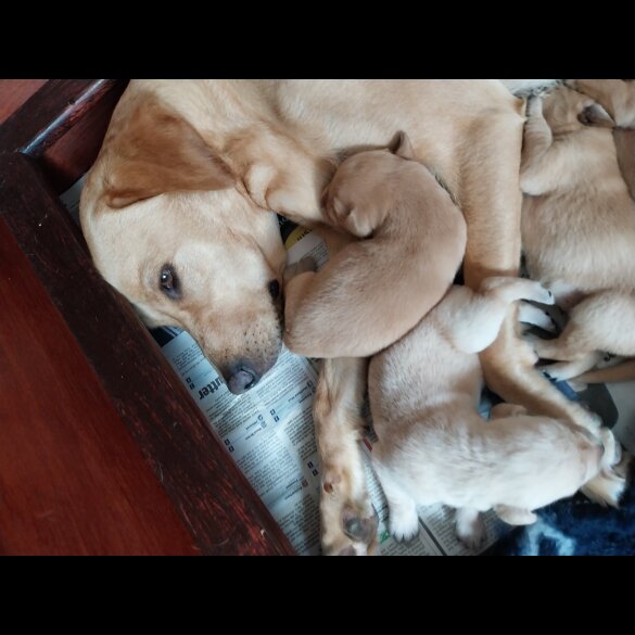 Labrador Retriever - Both