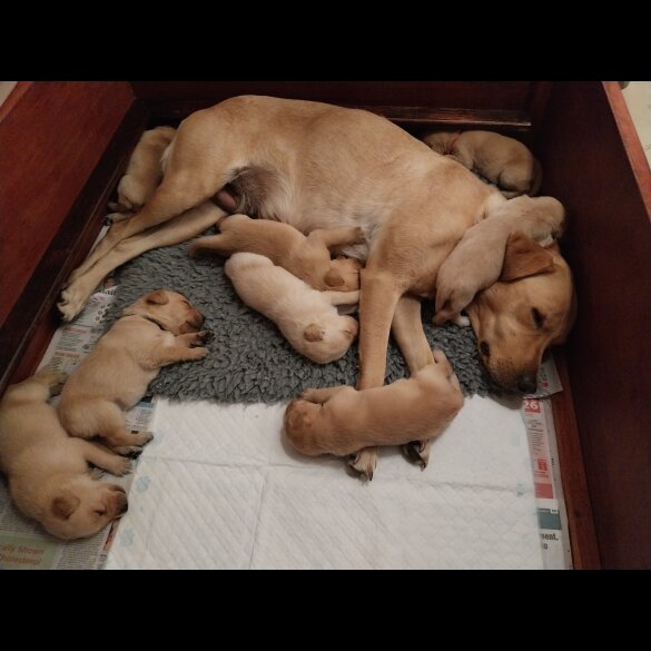 Labrador Retriever - Both