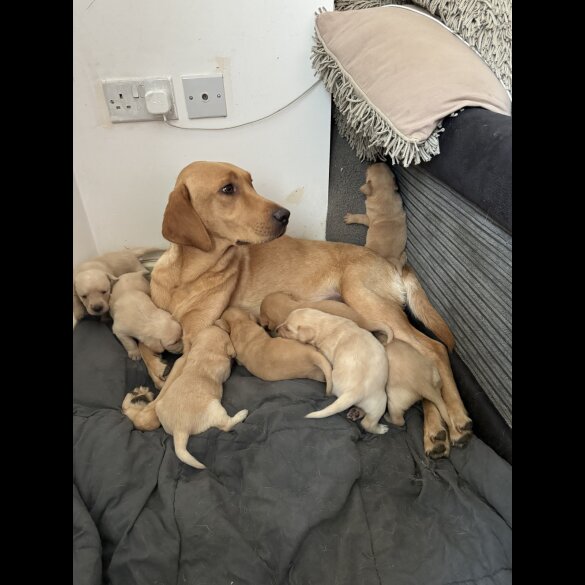 Labrador Retriever - Both