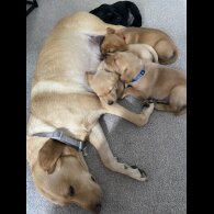 Labrador Retriever - Both