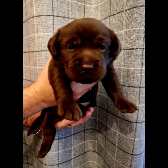 Labrador Retriever - Both