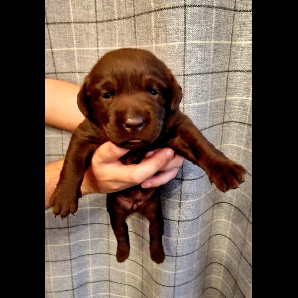 Labrador Retriever - Both