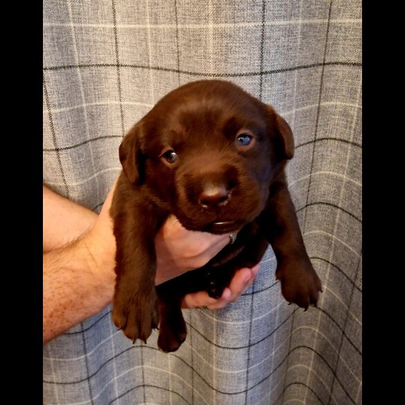 Labrador Retriever - Both